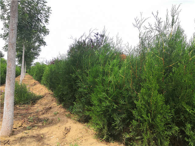 沭陽長景園林側(cè)柏種植基地實(shí)拍圖片