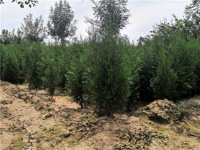沭陽長景園林側(cè)柏種植基地實(shí)拍圖片