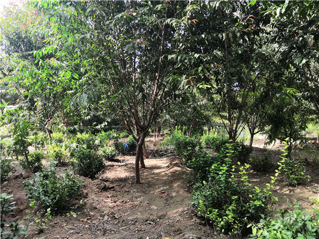 沭陽長景園林毛桃種植基地實(shí)拍圖片