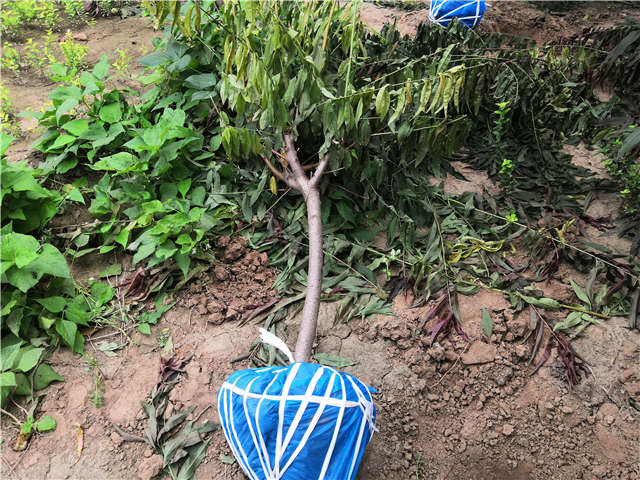 沭陽長景園林毛桃種植基地實(shí)拍圖片