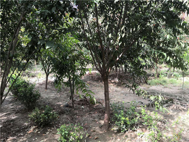 沭陽長景園林毛桃種植基地實(shí)拍圖片