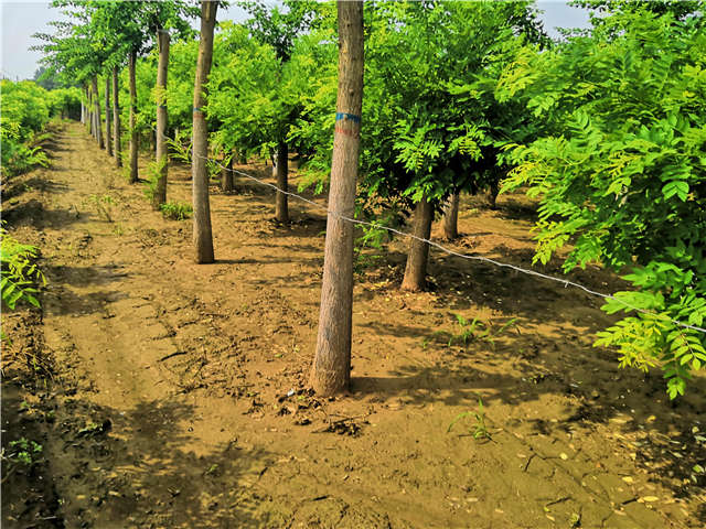 沭陽長景園林蝴蝶槐種植基地實拍圖片