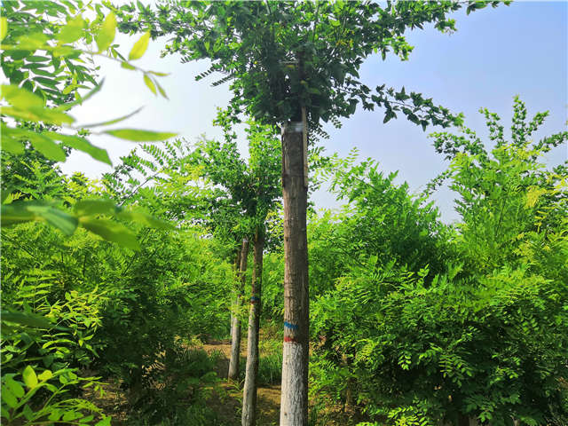 沭陽長景園林蝴蝶槐種植基地實拍圖片