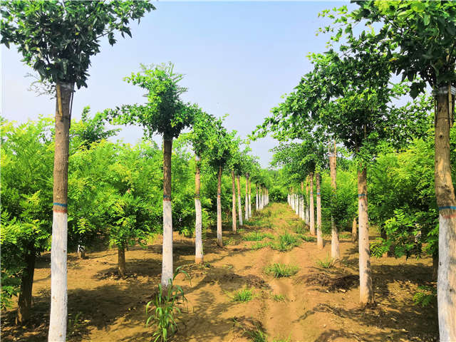 沭陽長景園林蝴蝶槐種植基地實拍圖片