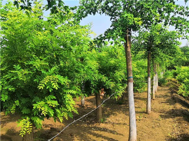 沭陽長景園林蝴蝶槐種植基地實拍圖片