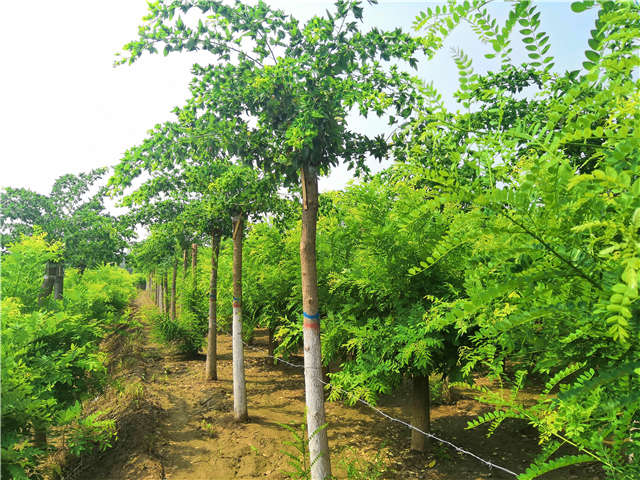沭陽長景園林蝴蝶槐種植基地實拍圖片