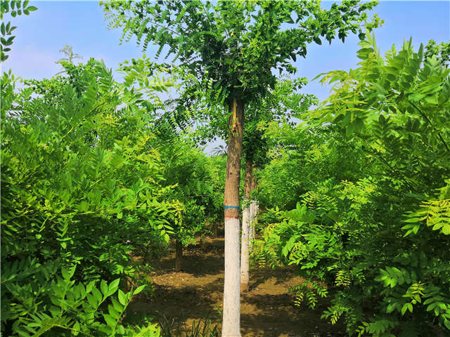 沭陽長景園林蝴蝶槐種植基地實拍圖片