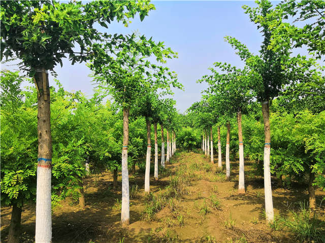 沭陽長景園林蝴蝶槐種植基地實拍圖片