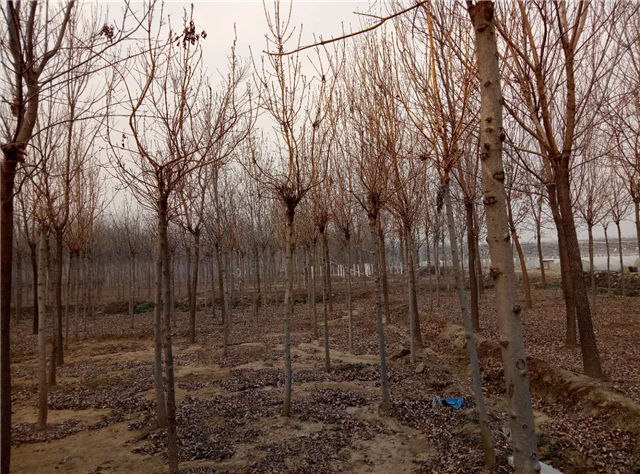 金枝白蠟照片種植基地實(shí)拍