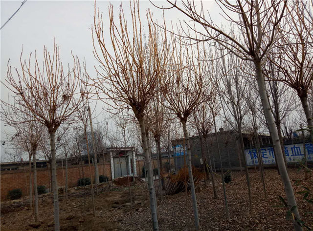 金枝白蠟照片種植基地實(shí)拍