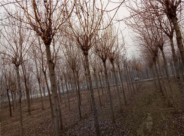金枝白蠟照片種植基地實(shí)拍