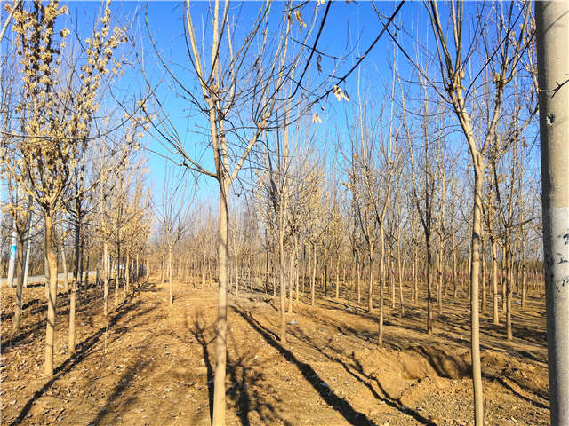 沭陽長景園林金葉復(fù)葉槭種植基地實拍圖片