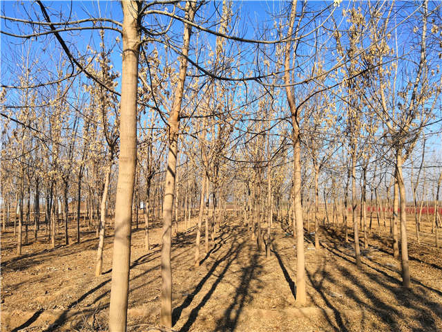 沭陽長景園林金葉復(fù)葉槭種植基地實拍圖片