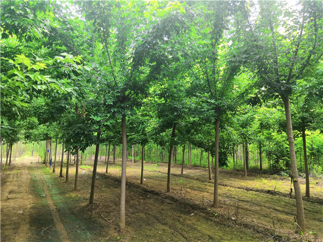 沭陽長景園林金葉復(fù)葉槭種植基地實拍圖片