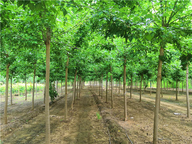 沭陽長景園林金葉復(fù)葉槭種植基地實拍圖片