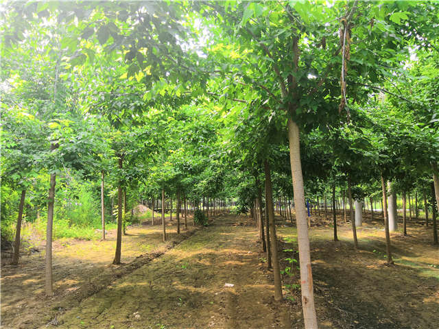 沭陽長景園林金葉復(fù)葉槭種植基地實拍圖片