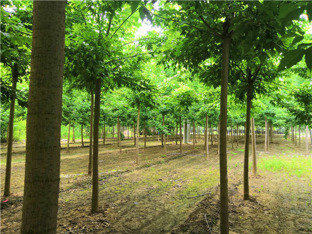 沭陽長景園林金葉復(fù)葉槭種植基地實拍圖片