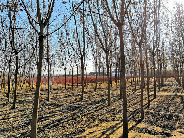 沭陽長景園林金葉復(fù)葉槭種植基地實拍圖片