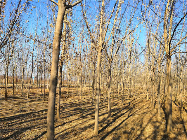 沭陽長景園林金葉復(fù)葉槭種植基地實拍圖片