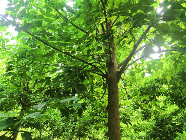 沭陽長景園林金葉復(fù)葉槭種植基地實拍圖片