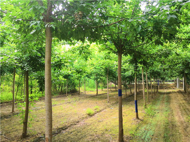 沭陽長景園林金葉復(fù)葉槭種植基地實拍圖片
