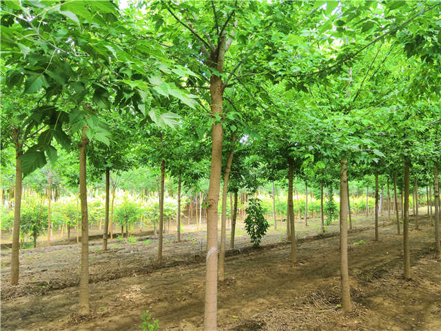 沭陽長景園林金葉復(fù)葉槭種植基地實拍圖片