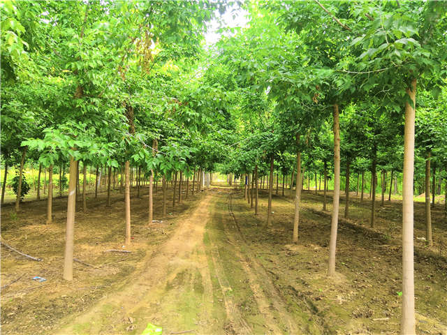 沭陽長景園林金葉復(fù)葉槭種植基地實拍圖片