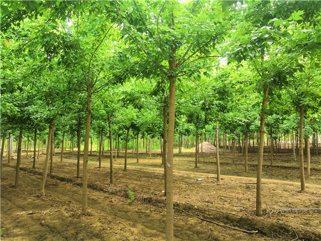 沭陽長景園林金葉復(fù)葉槭種植基地實拍圖片