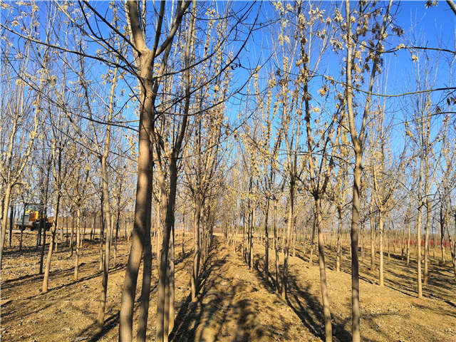 沭陽長景園林金葉復(fù)葉槭種植基地實拍圖片