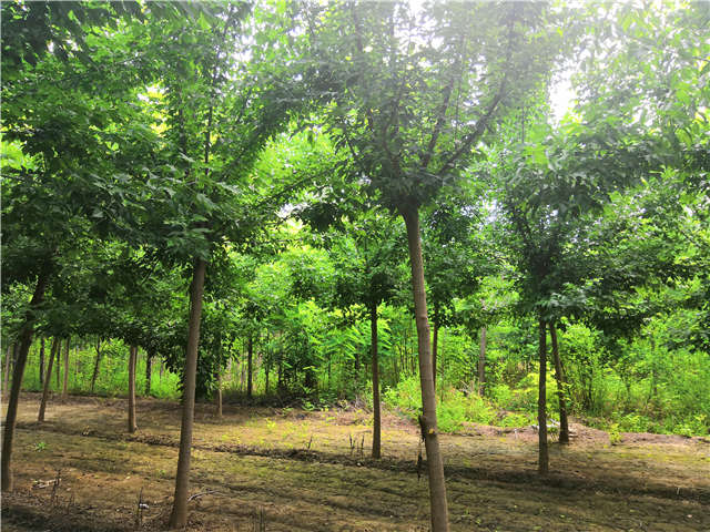 沭陽長景園林金葉復(fù)葉槭種植基地實拍圖片