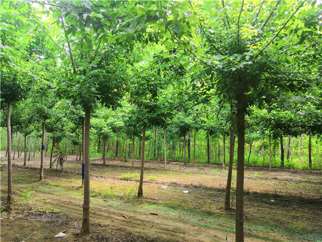 沭陽長景園林金葉復(fù)葉槭種植基地實拍圖片