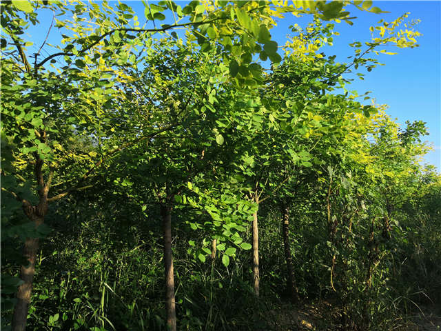 沭陽(yáng)長(zhǎng)景園林矮接金葉槐種植基地實(shí)拍圖片