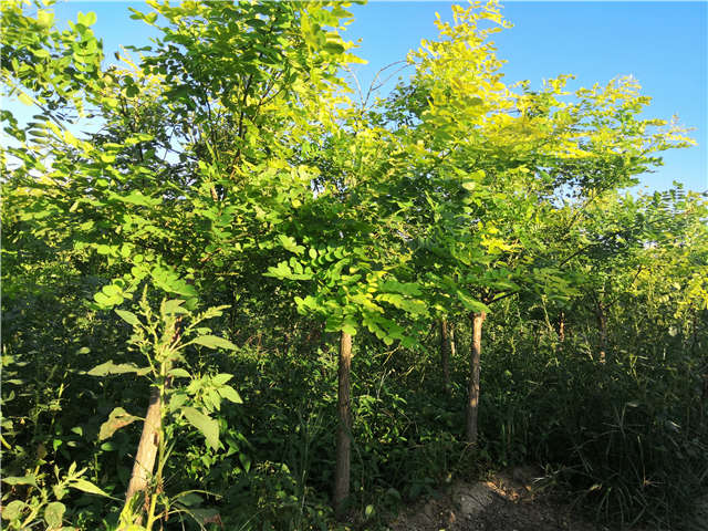 沭陽(yáng)長(zhǎng)景園林矮接金葉槐種植基地實(shí)拍圖片