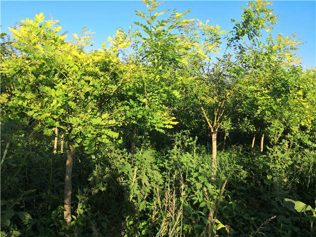 沭陽(yáng)長(zhǎng)景園林矮接金葉槐種植基地實(shí)拍圖片