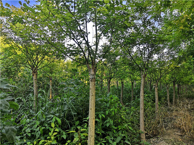 沭陽(yáng)長(zhǎng)景園林矮接金葉槐種植基地實(shí)拍圖片