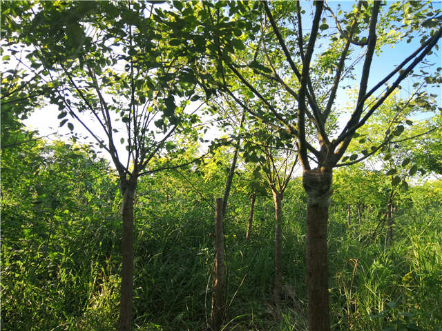 沭陽(yáng)長(zhǎng)景園林矮接金葉槐種植基地實(shí)拍圖片