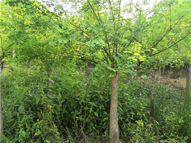 沭陽(yáng)長(zhǎng)景園林矮接金葉槐種植基地實(shí)拍圖片