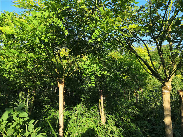沭陽(yáng)長(zhǎng)景園林矮接金葉槐種植基地實(shí)拍圖片