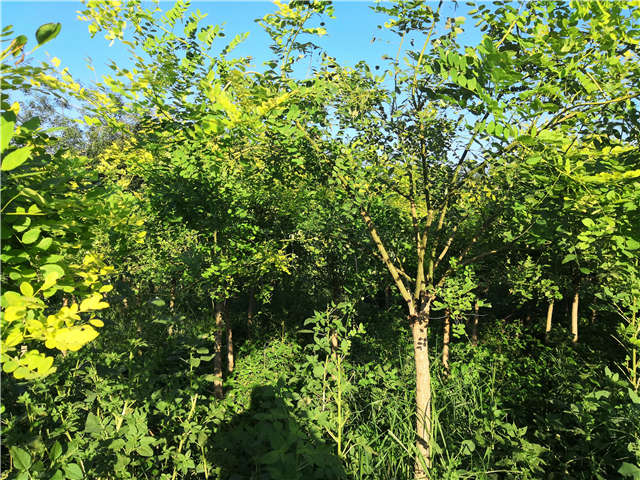 沭陽(yáng)長(zhǎng)景園林矮接金葉槐種植基地實(shí)拍圖片