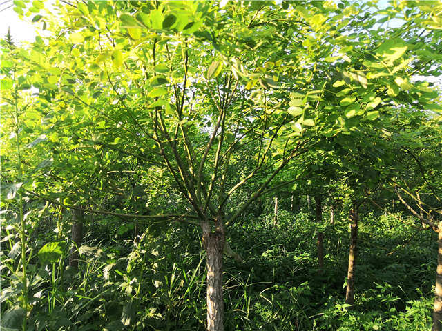 沭陽(yáng)長(zhǎng)景園林矮接金葉槐種植基地實(shí)拍圖片