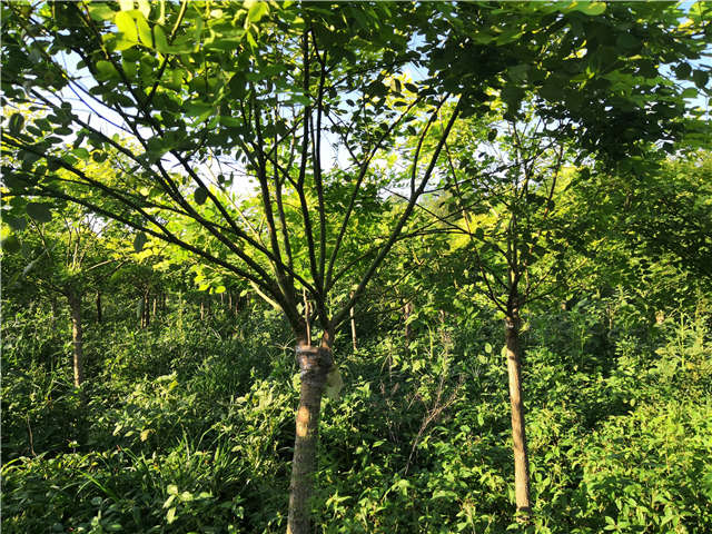 沭陽(yáng)長(zhǎng)景園林矮接金葉槐種植基地實(shí)拍圖片