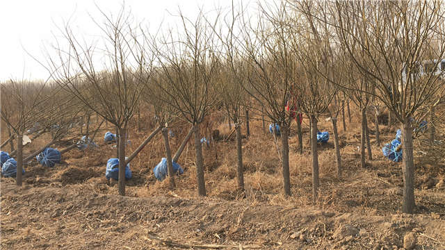 沭陽(yáng)長(zhǎng)景園林矮接金葉槐種植基地實(shí)拍圖片