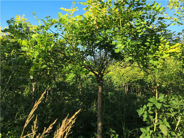 沭陽(yáng)長(zhǎng)景園林矮接金葉槐種植基地實(shí)拍圖片