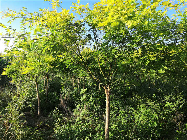 沭陽(yáng)長(zhǎng)景園林矮接金葉槐種植基地實(shí)拍圖片