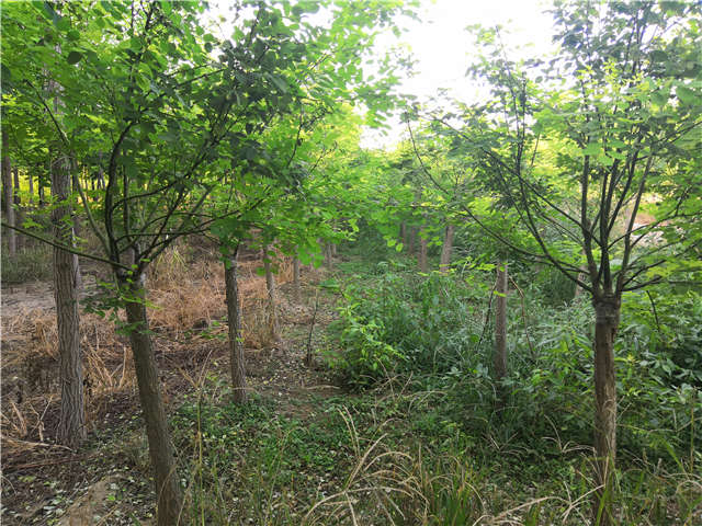 沭陽(yáng)長(zhǎng)景園林矮接金葉槐種植基地實(shí)拍圖片