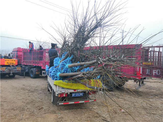 沭陽長景園林高接金葉槐種植基地實拍圖片