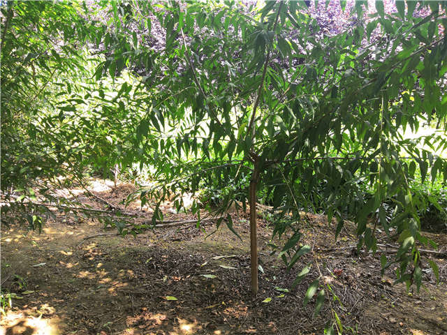 沭陽長景園林山桃種植基地實(shí)拍圖片