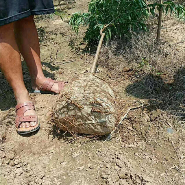 沭陽長景園林山桃種植基地實(shí)拍圖片