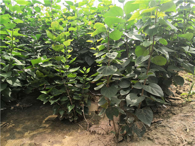 沭陽(yáng)長(zhǎng)景園林紫丁香種植基地實(shí)拍圖片