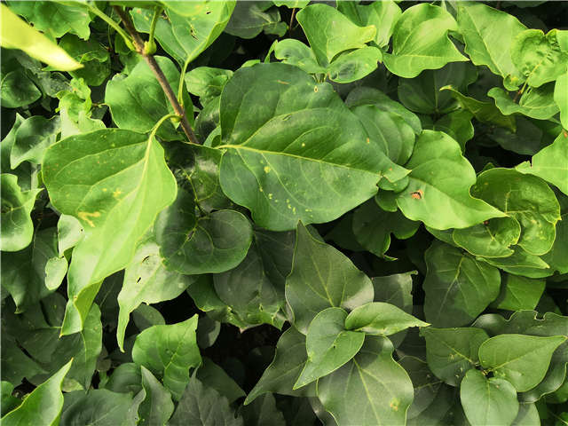 沭陽(yáng)長(zhǎng)景園林紫丁香種植基地實(shí)拍圖片